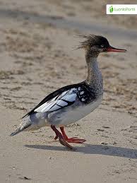 Attēlu rezultāti vaicājumam “Mergus serrator female”