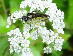 Attēlu rezultāti vaicājumam “Tenthredo scrophulariae exuvia”