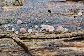 Attēlu rezultāti vaicājumam “Ombrophila violacea”