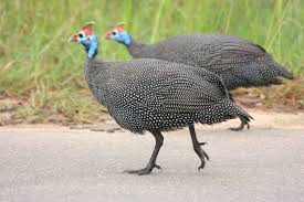 Attēlu rezultāti vaicājumam “Numida meleagris”