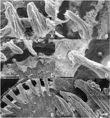 Attēlu rezultāti vaicājumam “Polytrichastrum pallidisetum cells”