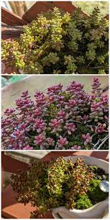 Attēlu rezultāti vaicājumam “Sedum album”