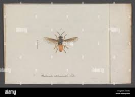 Attēlu rezultāti vaicājumam “Tenthredo mandibularis”