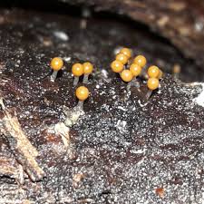 Attēlu rezultāti vaicājumam “Trichia ambigua macro”