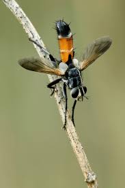 Attēlu rezultāti vaicājumam “Cylindromyia sp.”