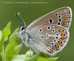 Attēlu rezultāti vaicājumam “Eumedonia eumedon”