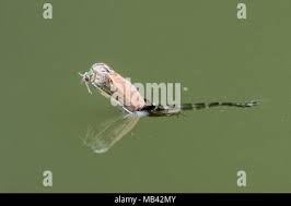 Attēlu rezultāti vaicājumam “Chironomidae imago”