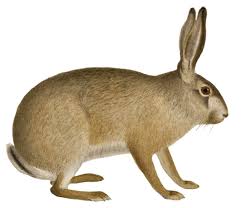 Attēlu rezultāti vaicājumam “Lepus timidus”