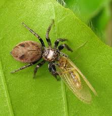 Attēlu rezultāti vaicājumam “Evarcha falcata male”