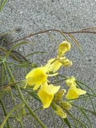 Attēlu rezultāti vaicājumam “Linaria loeselii”