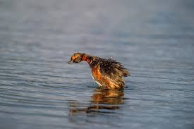 Image result for Podiceps auritus