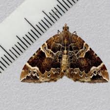 Attēlu rezultāti vaicājumam “Eulithis prunata”