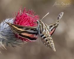 Attēlu rezultāti vaicājumam “Agonopterix hypericella imago”