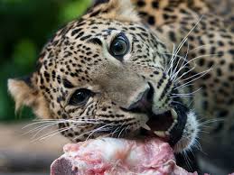 Afbeeldingsresultaat voor panters