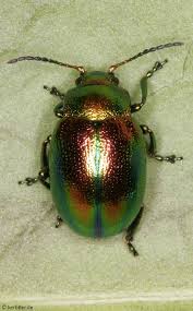 Attēlu rezultāti vaicājumam “Chrysolina fastuosa”