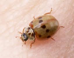 Attēlu rezultāti vaicājumam “Adalia decempunctata”