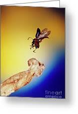 Attēlu rezultāti vaicājumam “Phyllotreta sp.”