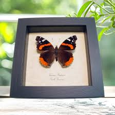 Attēlu rezultāti vaicājumam “Vanessa atalanta”