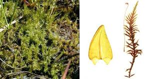 Attēlu rezultāti vaicājumam “Calliergon giganteum”