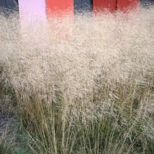 Attēlu rezultāti vaicājumam “Deschampsia cespitosa bud”