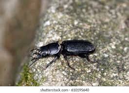 Attēlu rezultāti vaicājumam “Pterostichus quadrifoveolatus”