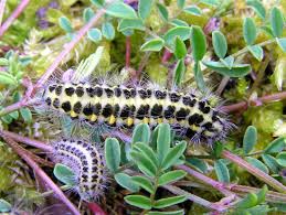 Attēlu rezultāti vaicājumam “Zygaena lonicerae larva”