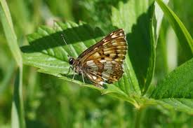 Attēlu rezultāti vaicājumam “Hamearis lucina upperside”