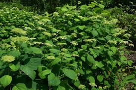 Attēlu rezultāti vaicājumam “Hydrangea arborescens subsp. discolor”