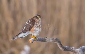 Attēlu rezultāti vaicājumam “Accipiter nisus male”