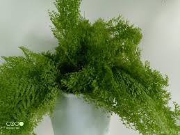 Image result for НЕФРОЛЕПИС (Nephrolepis