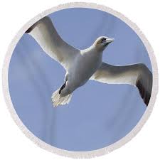 Image result for Morus bassanus