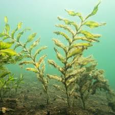 Attēlu rezultāti vaicājumam “Potamogeton lucens”