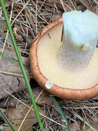 Attēlu rezultāti vaicājumam “Suillus granulatus”