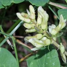 Attēlu rezultāti vaicājumam “Astragalus glycyphyllos flower”