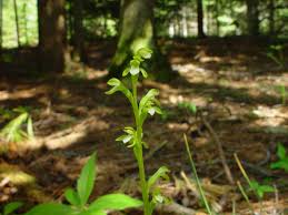 Attēlu rezultāti vaicājumam “Corallorhiza trifida fruit”