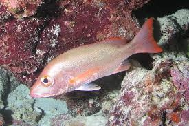 Image result for Lutjanus mahogoni