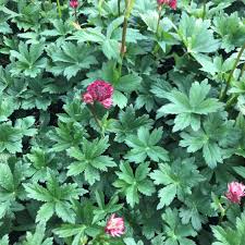 Attēlu rezultāti vaicājumam “Astrantia major leaf”