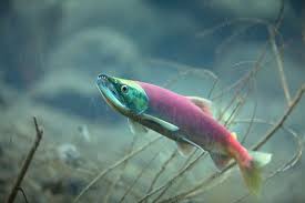 Image result for Oncorhynchus nerka