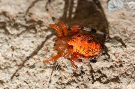 Attēlu rezultāti vaicājumam “Araneus marmoreus”