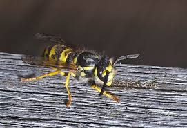 Attēlu rezultāti vaicājumam “Vespula germanica male”