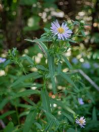 Image result for Aster novi-belgii