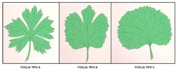 Attēlu rezultāti vaicājumam “Ranunculus auricomus leaf”