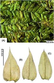 Attēlu rezultāti vaicājumam “Antitrichia curtipendula sporophyte”
