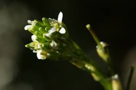 Attēlu rezultāti vaicājumam “Arabis glabra flower”
