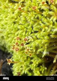 Attēlu rezultāti vaicājumam “Philonotis sporophyte”
