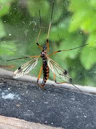 Attēlu rezultāti vaicājumam “Dictenidia bimaculata male”