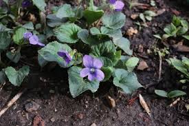 Attēlu rezultāti vaicājumam “Viola rupestris bud”