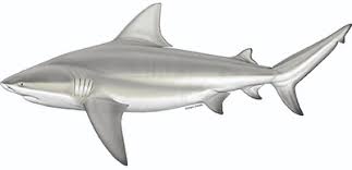 Image result for Carcharhinus leucas