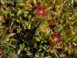 Attēlu rezultāti vaicājumam “Oxycoccus palustris”