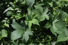 Attēlu rezultāti vaicājumam “Cannabaceae”